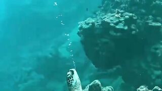 Спящая морская черепаха