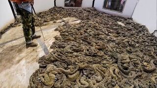 Homem encontra NINHO DE COBRAS dentro de Casa