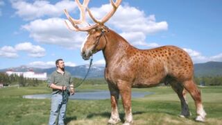 11 Самых Редких Скрещиваний Животных в Мире