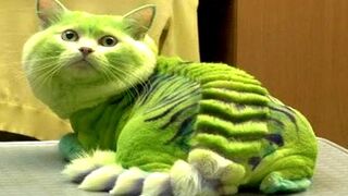ТОП 10 НЕОБЫЧНЫХ пород кошек которых нельзя завести. Это должен знать каждый