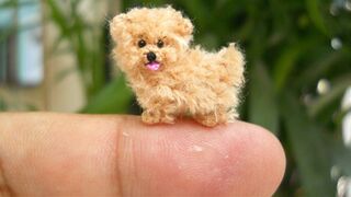 6 ПОРОД САМЫХ МАЛЕНЬКИХ СОБАК В МИРЕ!