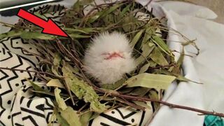 Посмотрите кто вырастает из этого милого комочка!