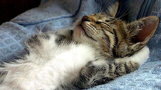 Смешные животные | Восхитительные коты и собаки 2022