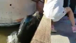 Fur Seal Found a Girlfriend
