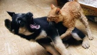 ????Кто в доме главный????? Подборка приколов про котов и собак!