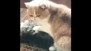 Masseur Cat