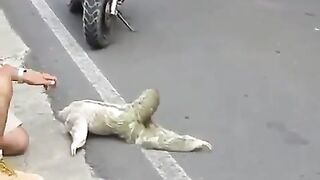 Sloth Rescue
