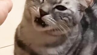 New Funny Videos 2023 ???? Cutest Cats and Dogs ???????? Part 1