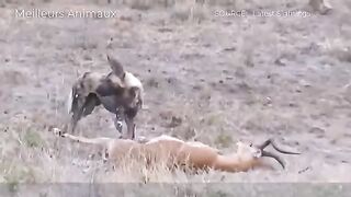 Hyenas kill the dog