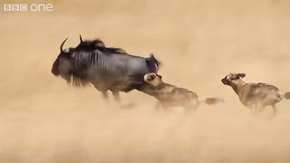 Hyenas kill buffalo