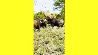 LION AND BUFFALO.