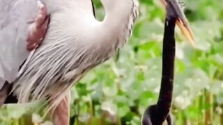 Birds Eating Snake