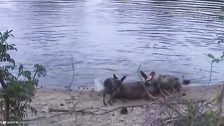 Hyenas