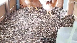 28days chickens