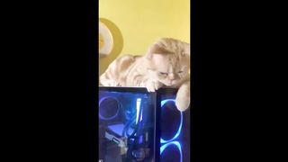 BEST TIKTOK CAT MEME COMPILATION