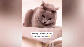 Funny animal videos :D
