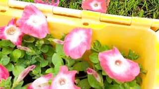 Flowers 9