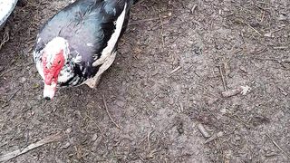 Ducks, chickens.