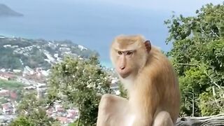 cute beautiful monkeys