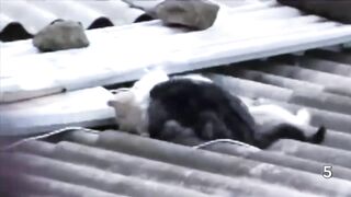 5 Greatest Cat Fights Of All Time.