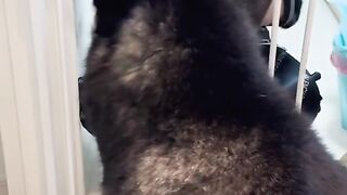Samrt dog 2