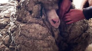Sheep covered in 80 pounds worth of wool make