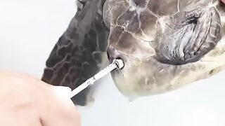 Cried because the turtle had a plastic straw in it's nose