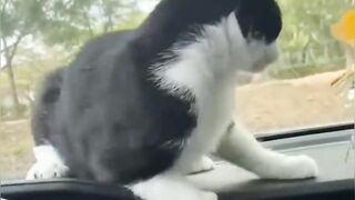 New Funny Videos 2023 ???? Cutest Cats and Dogs ???????? Part 2