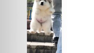 cute Dog