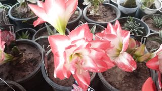 Amaryllis double king