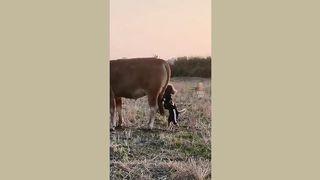 Funny moment of animal | cat | Dog