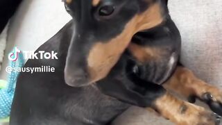 WHY EVERYONE SHOULD HAVE A DOG