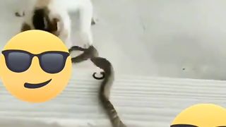 Cats. 2