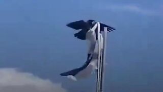 Israeli flack remove Kak