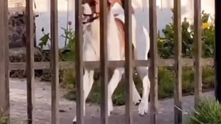 Cute funny dog 2