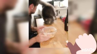 Funny cats / dogs Funny animals