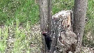A woodpecker in wildlife hollows a tree.