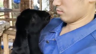 Cute Funny Cats and Animals Compilation Video ????????