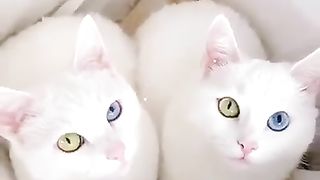 lovely cats