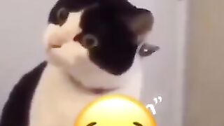 cat funny 4