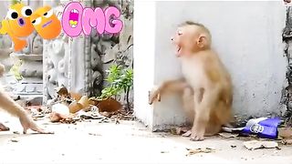funny monky