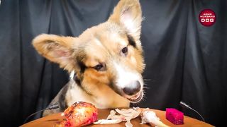 ASMR MUKBANG _ CHIEN MANGEANT DES CUISSES DE POULET ????3