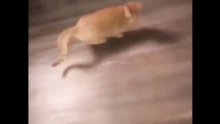 Vidéos d'animaux les plus drôles ???? - Vidéos de chiens et de chats les plus drôles