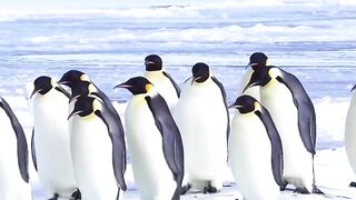 animal news, animal news channel, animal news today, animal news tv, animal news live, animal news stories, animal news 2023,