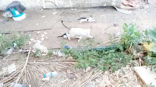 This pet mother cat does have really cute and funny kittens