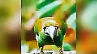 quran kareem ayat al kursi, quran kareem ayat