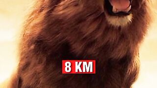 Amazing affect about animal