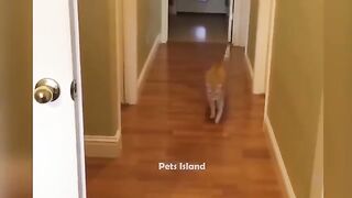 Funny animal videos