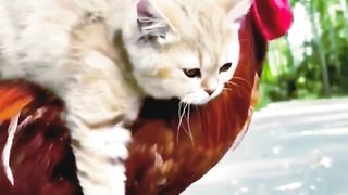 Cat riding