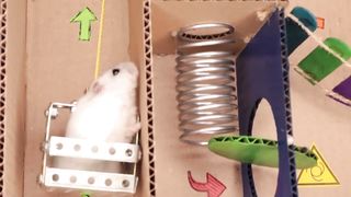 Funny hamster pets????????